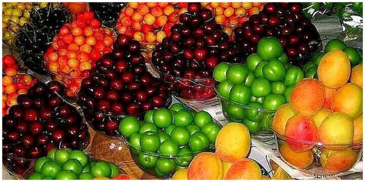 از سیر تا پیاز هزینه های یک میوه فروشی در بوشهر پای حرف دل یک میوه فروش