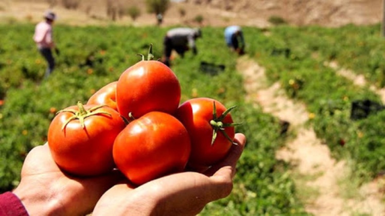 موافقت عراق با صادرات گوجه فرنگی به عربستان سعودی